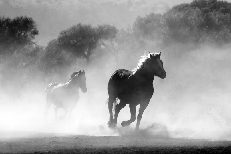 Erforsche die Geheimnisse der Tierkommunikation mit Pferden in Ulrike Dietmanns Kurs. Lerne, ihre Sprache zu verstehen und eine tiefere Beziehung zu diesen edlen Tieren aufzubauen.